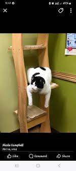 Missing 4 kitties from the Brier Ridge Townhome area in South Ogden, about  1 mi south of the Washington Terrace border. Fearing they may have been  trapped and dumped but any information