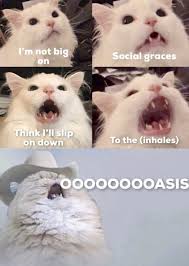 Waste Time And Pawductivity With Caturday Memes 34 Cat Memes Cat Memes Funny Animal Memes Cat And Dog Memes