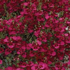 Image result for Diascia