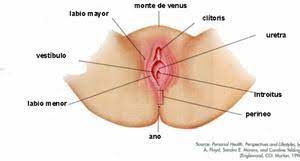 Es posible qu el tratamiento no alivie todos los síntomas. Vulvodinia Psicodex Psiquiatria Psicologia Hospital Quiron Dexeus