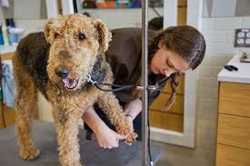 Aussie pet mobile is a quality pet grooming service that offers an exceptional full service grooming experience for your pets in a stress free environment in full comfort and safety right in your driveway. 7 Questions To Ask Before Your Pet S First Groom At A Salon