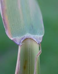 Image result for Phragmites australis