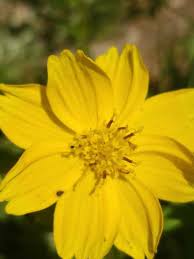 Image result for Guizotia