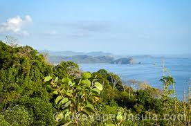 Image result for Nicolasia costata