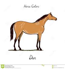 Horse Color Chart On White Equine Dun Coat Color With Text