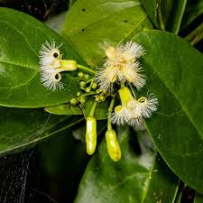 Image result for Ximenia afra