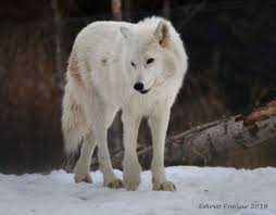Arctic Wolf Arctic Wolf Wolf Spirit Animal Wolf Dog