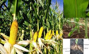 Jagung adalah makanan pokok bagi banyak orang di seluruh dunia. Klasifikasi Dan Morfologi Tanaman Jagung Ilmu Pengetahuan Dasar