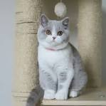 Munchkin cat - Wikipedia