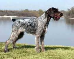 Find puppies for sale, started dogs for sale and finished dogs from all sorts of different pointing breeds, retrieving breeds and flushing breeds. Sell Puppies Online Puppies Near You For Sale Pawbe