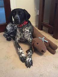 Friendly Gsp Will Even Make Pals With A Stuffed Dawg German Shorthaired Pointer Dog German Shorthaired Pointer Pointer Puppies