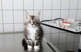 Hairballs are a common cause of vomiting and also can contribute to constipation. What Does It Mean If A Cat Is Throwing Up Clear Liquid Lovetoknow