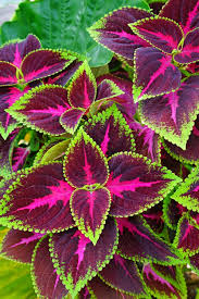 Image result for Coleus foliatus