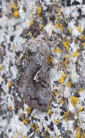 Image result for Syngrapha hochenwarthi