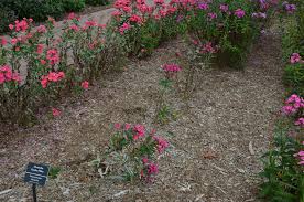 Image result for Motandra paniculata