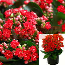 Image result for Kalanchoe blossfeldiana