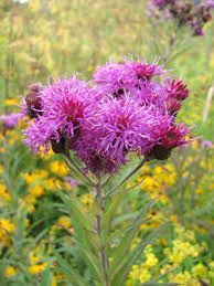 Image result for Vernonia natalensis