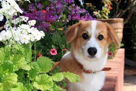 5 Garden Products That Are Toxic To Pets Bark Avenue Enterprises