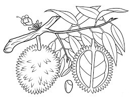 Gambar cartoon free download clip art webcomicms net. Gambar Buah Apel Untuk Mewarnai