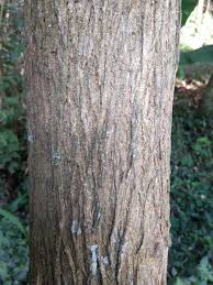 Image result for Brachylaena huillensis