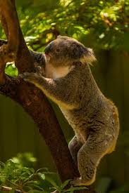 Koala Bear At Taronga Zoo Sydney Australia Koala Bear Koala Cuddly Animals