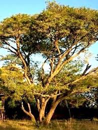 Image result for Acacia grandicornuta