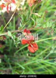 Image result for Indigofera hedyantha