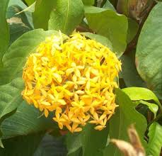 10 contoh tumbuhan angiospermae : Tanaman Soka Kuning