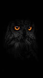 Owl Iphone Android Iphone Desktop Hd Backgrounds Wallpapers 1080p 4k 107778 Hdwallpapers Androidw Owl Wallpaper Owl Wallpaper Iphone Owl Pictures