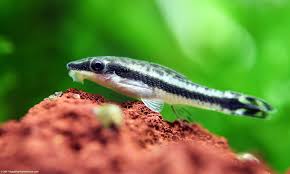 Otocinclus Catfish Care Food Size Algae Eating Video