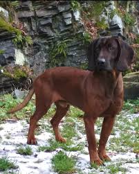 Image result for bavorský barvář