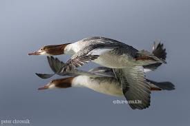 Black And White Birds In Michigan Common Mergansers Lake Michigan Il By Peter Chromik Birds Birds Butterflies Bird
