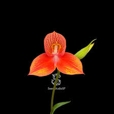 Image result for Disa woodii