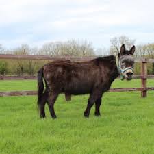 Image result for oldest horse in the world