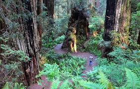 As a native of coastal northern california, it was the prime vacation spot for my family when i was growing up. 8 Best Hikes In Redwood National And State Parks Ca Planetware