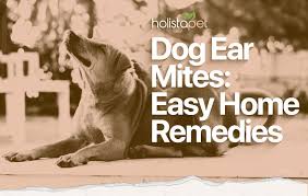 It made my cats ears extremely hot and the poor thing has been running around the house yelling in pain. Home Remedies For Ear Mites In Dogs 3 Treatments Anyone Can Do