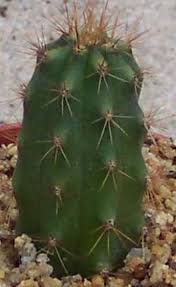 Preparacion cactus san pedro (t. Trichocereus Bridgesii Cutting 8 10 Cm