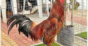 Cara Merawat Dan Latihan Otot Ayam Bangkok Ayam Juara Ayam Latihan Otot