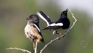 Karena bibit juga mempunyai pengaruh yang sangat besar dalam keberhasilan ternak burung kacer, sebaiknya pilih bibit yang jinak baik untuk yang jantan ataupun untuk yang betina, dengan tujuan agar burung tidak. Budi Daya Burung Kacer Bagi Pemula Faktualnews Co