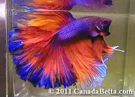 Rainbow Betta Fish Canada Betta Where You Can Get The Best Betta Fish Betta Fish Betta