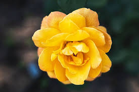 Etymological meaning of the carnation flower. Floriography The Meaning Of 13 Little Known Flowers