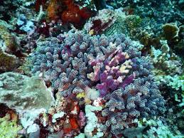 We did not find results for: Pemandangan Di Dasar Laut Yang Mempersonakan Dan Patut Kamu Lihat Tempat Menarik