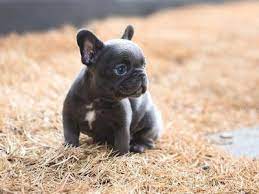 We did not find results for: Tiny Teacup French Bulldog For Sale Tiny Pups For Adoption Toy French Bulldog Bulldog Puppies For Sale French Bulldog Blue