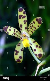 Image result for Ansellia africana