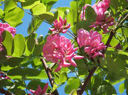 'alexandrina' magnolia 'elizabeth' magnolia accuminata 'elizabeth'. Ufei Selectree A Tree Selection Guide