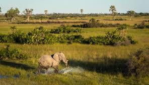 Delta 360° and million miler™ status flair must be requested from mod team and verification must be delta employee flair is also available. Safari Botsuana Okavango Delta Consafarity