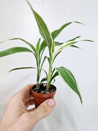 Image result for Dracaena sanderiana