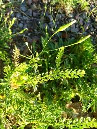 Image result for Lepidium bonariense