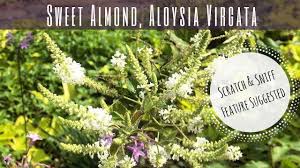 Image result for Lannea virgata