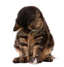 Barf Katze Barfen Rezepte Barfen Katze Tcpremix Katzen Futter Katzen Katzen Ernahrung